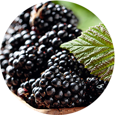 BLACKBERRIES