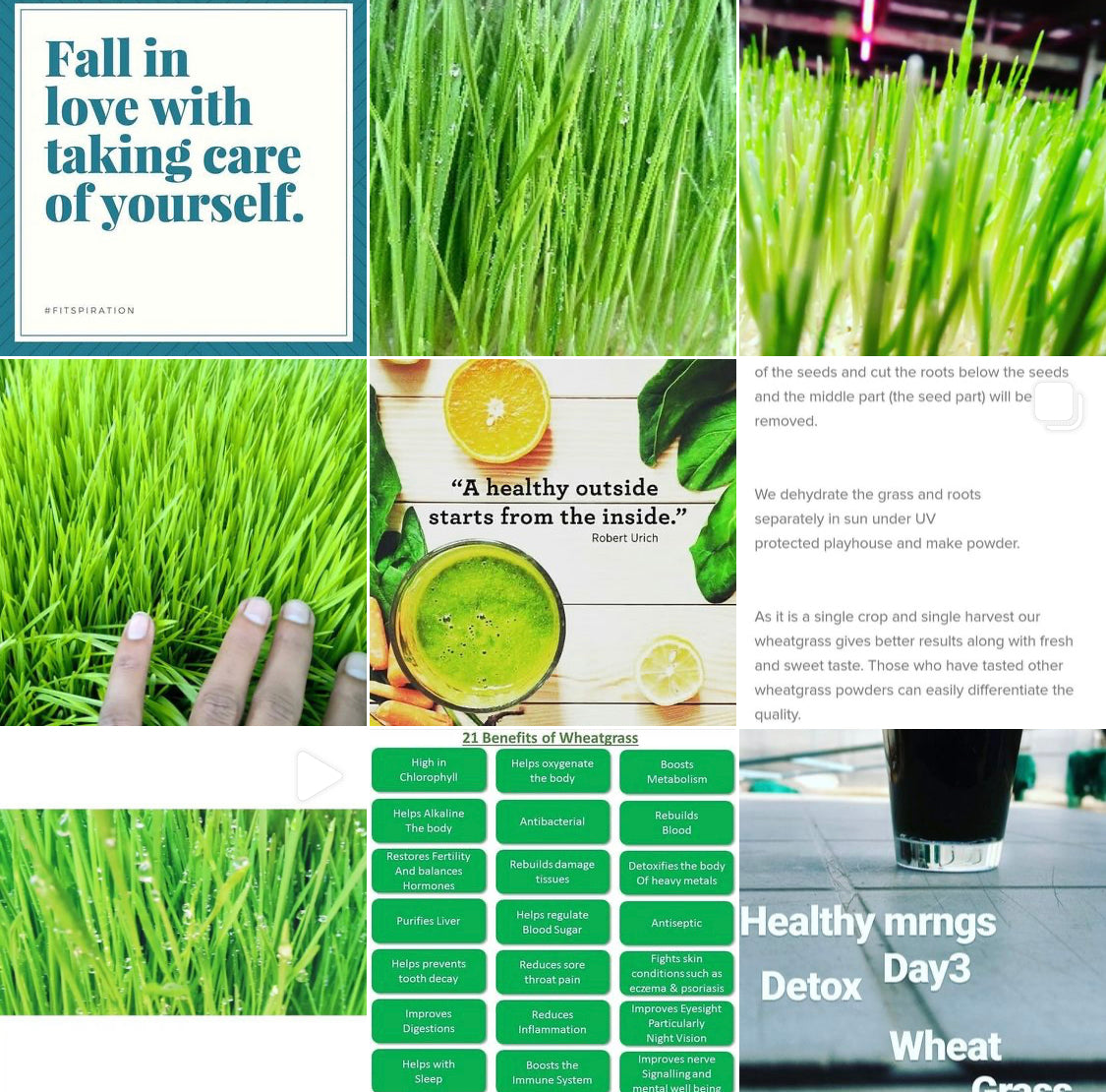 WHEAT GRASS