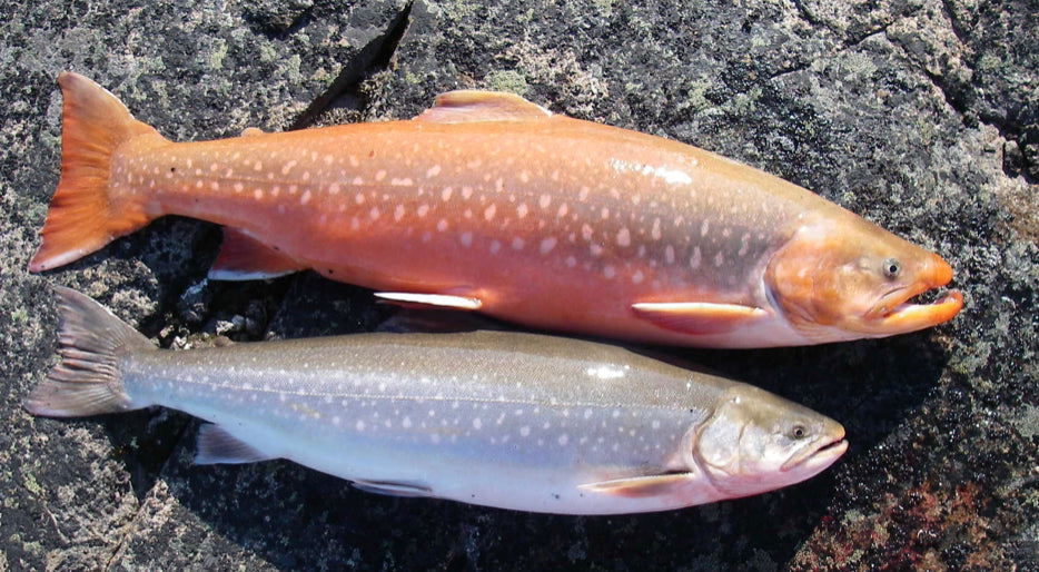 ARCTIC CHAR FILLETS - Average weight 1.45lbs