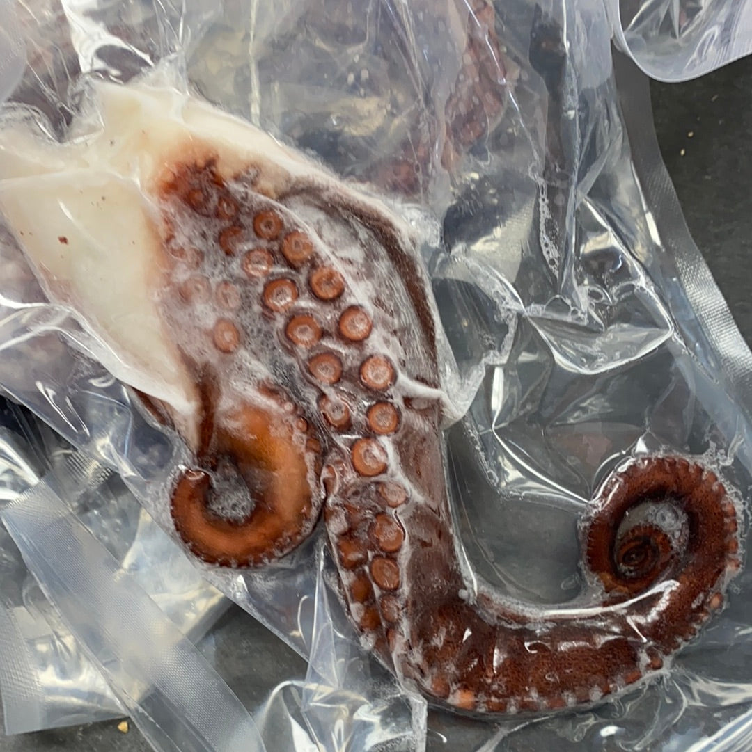 SMALL OCTOPUS FROM GREECE
